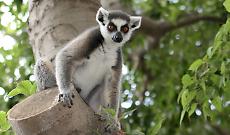 L&rsquo;Intelligenza artificiale di Torino "ascolta" i lemuri del Madagascar