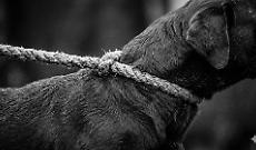 Orrore nel Canavese: cane legato al trattore e trascinato vivo sulla provinciale