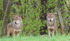 Sulle tracce del lupo: un&rsquo;avventura tra Nichelino e Entracque