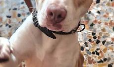 Ciri&egrave;, cagnolina smarrita nel tardo pomeriggio: ricerche in zona ospedale e Remmert