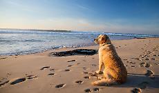 Cagnolina libera sulla spiaggia: multa da oltre 100 euro