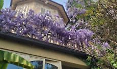 A due ore da Torino lo spettacolo dei glicini pi&ugrave; belli d&rsquo;Italia: oltre 40 variet&agrave; in fiore