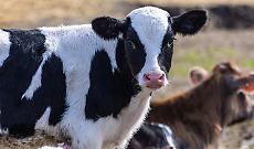 Carmagnola e Racconigi unite per la "Piemontese": nasce il distretto del cibo