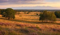 In Piemonte esiste la pi&ugrave; grande &ldquo;savana d&rsquo;Europa&rdquo;: la Baraggia