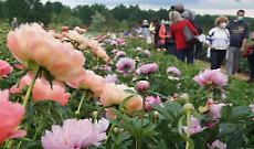 Carmagnola si colora di primavera: torna &ldquo;Peonie in Fiore&rdquo; con oltre 4mila piante