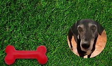 Moncalieri dedica la nuova area cani a Dix: un omaggio a quattro zampe