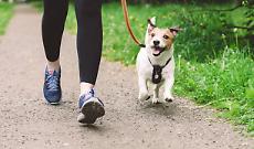 Ozegna dichiara guerra alle &ldquo;toilette a cielo aperto&rdquo;: marciapiedi puliti e multe da 50 euro