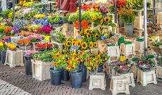 Vigoflor torna a Vigone: il centro storico si trasforma in un grande giardino tra fiori, eventi e spettacoli