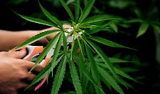 Cannabis in Parlamento: protesta contro il decreto sicurezza che divide l&rsquo;Italia