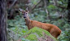 Capriolo nel cortile di casa: intervento dei soccorsi a Pino Torinese, salvato e liberato nei boschi