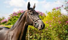Carmagnola capitale del cavallo arabo: torna l&rsquo;Arabian Horse Show tra eleganza, natura e competizione