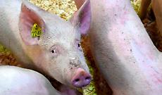 Peste Suina Africana in crescita: emergenza tra Liguria e Piemonte