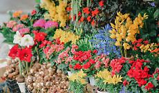 Giaveno, doppio evento in citt&agrave;: tra fiera di primavera e mondo agricolo il centro si trasforma in un grande mercato a cielo aperto