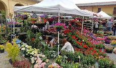 Cavour si trasforma in un giardino a cielo aperto: torna la magia di &ldquo;Cavour in Fiore&rdquo;