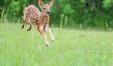 Un cerbiatto tra le vie urbane