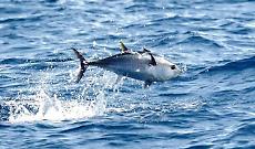 La Giornata Mondiale del Tonno, un pesce essenziale per gli oceani che rischia l'estinzione