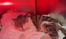 &ldquo;Chi ha fatto questo &egrave; un mostro&rdquo;: il dramma di Rosi, la gattina stuprata a Roma