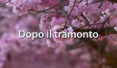 Ciliegi in fiore alla Venaria, spettacolo anche di sera: il video ufficiale incanta i social