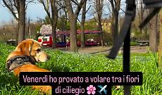 Torino, volare tra i ciliegi in fiore: il nuovo esperimento visivo di Valerio Minato