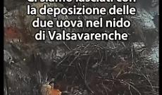 Primavera al Parco del Gran Paradiso: nascono i primi gipeti