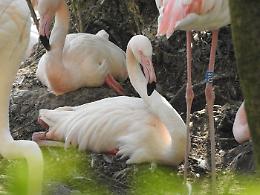 Bird strike, aereo atterra e uccide 36 fenicotteri