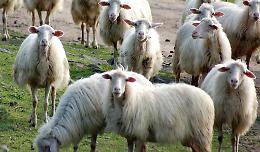 Laureati in pastorizia