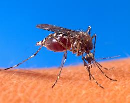 Più fondi alla lotta antizanzare: nonostante il West Nile a Torino fermi dal 2001