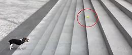Una scalinata e una pallina: questo cane si diverte con poco