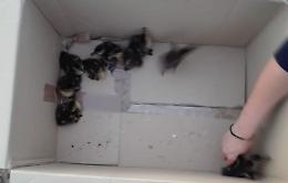 Mamma anatra e i suoi pulcini salvati dai pompieri