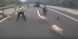 Occhio! I maialini in fuga bloccano l'autostrada