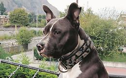 Gli ausiliari di...Fido? S&igrave;, ma solo volontari: in citt&agrave; &egrave; guerra ai &ldquo;bisognini&rdquo;