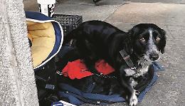 Cani sfruttati per fare l’elemosina: le indagini arrivano in Transilvania