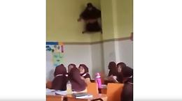 Per sfuggire all'interrogazione s'arrampica sul soffitto