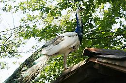 L'OASI DEGLI ANIMALI - Una gita fra i cuccioli di tante specie diverse.