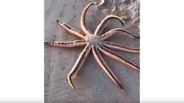 Una stella marina gigantesca in riva al mare