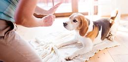 Piemonte, riprendono le attività di Pet Therapy