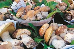 Tra miele, melighe e funghi fritti