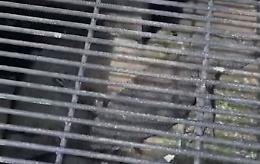 Aiuto, c'è un varano intrappolato sotto la griglia di ferro del marciapiede!!