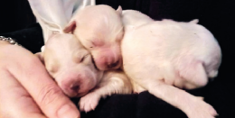 Cagnolini appena nati abbandonati in uno scatolone: salvati lungo la statale da un automobilista