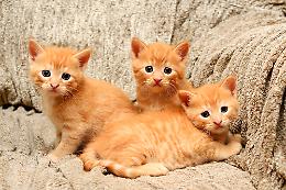 Quarantadue gatti in un appartamento di viale dei Mughetti: denunciate due donne