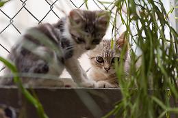 Nichelino avvia la campagna “Hands Off the Cat” per la tutela dei felini vaganti