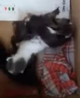 Una nidiata di gattini nella scatola abbandonata a bordo strada
