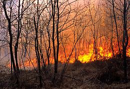 Stato complice degli incendiari