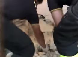 Il cucciolo è incastrato nel tubo: salvato dai pompieri eroi