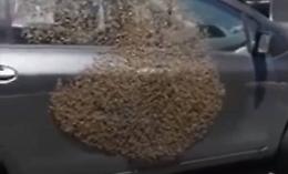 Aiuto, l'auto si è trasformata in un alveare