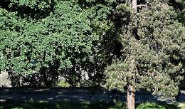 Piazza D'Armi, completata la messa a dimora degli alberi donati dalla Stratorino