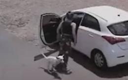 Abbandona il cane con la zampa rotta e si tiene il sano
