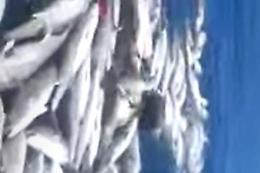 Pesca da arresto: bombe in acqua, i pesci morti salgono a galla