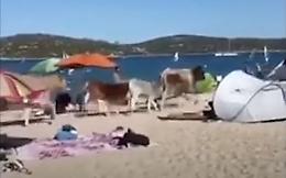 Nella spiaggetta arrivano le mucche