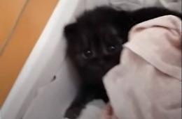 Nella scatola c'è un tenerissimo gattino nero
